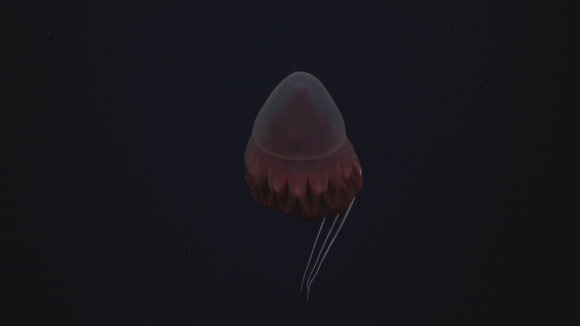 Helmet jelly fish