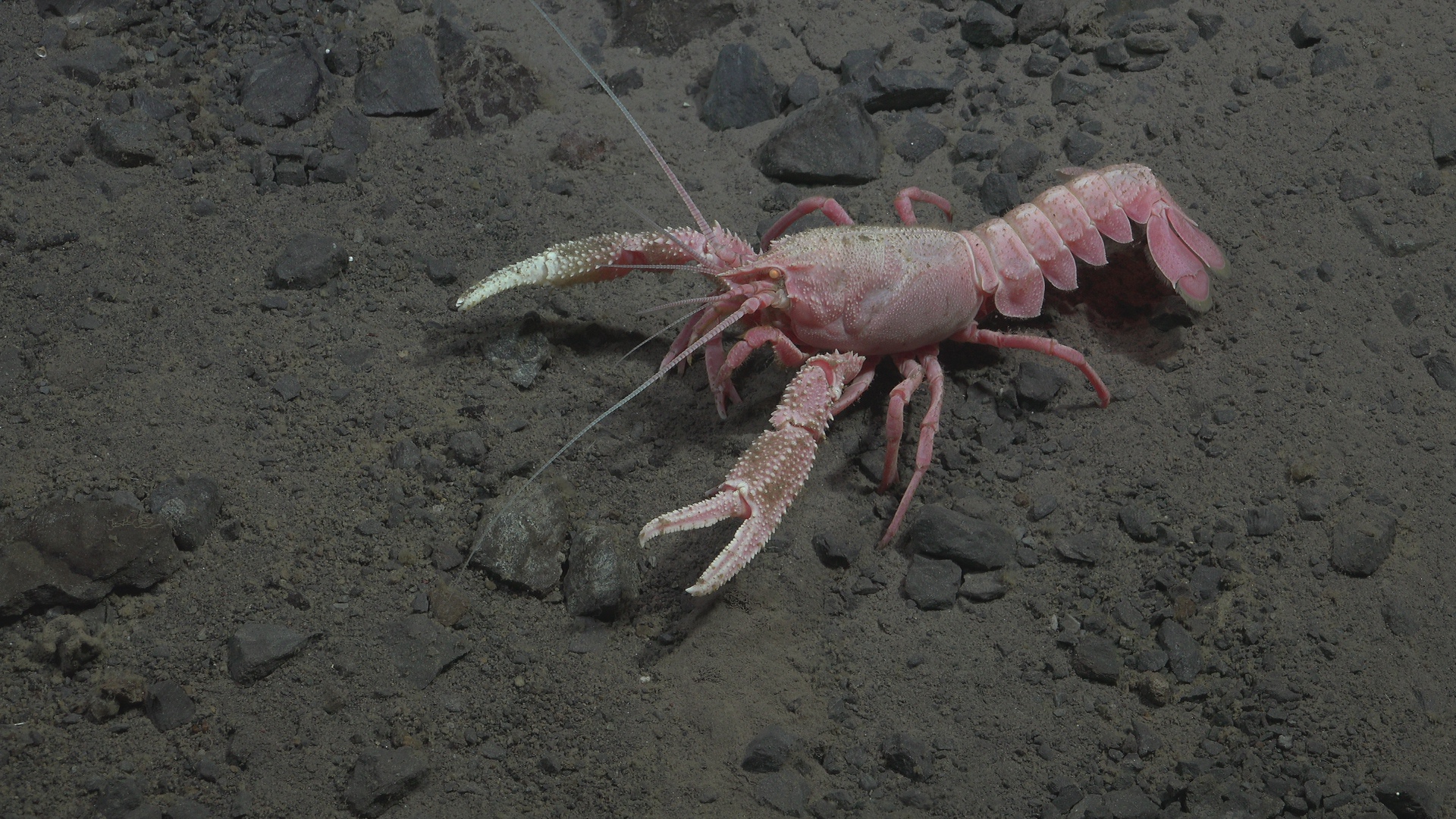 Shrimp on the move and a dark isopod
