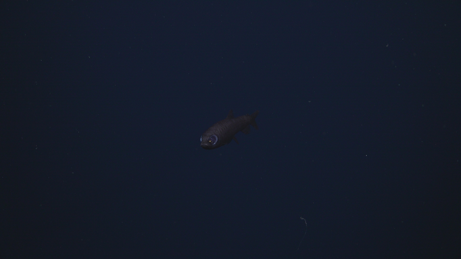 Rare owlfish