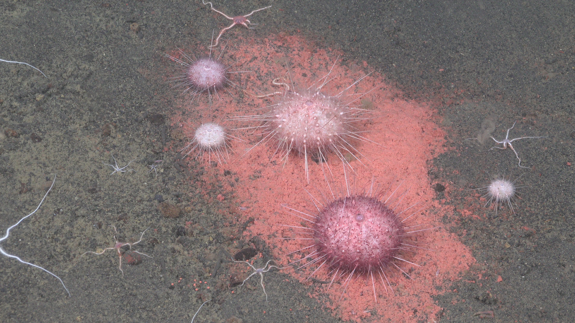 Pink urchin spawn