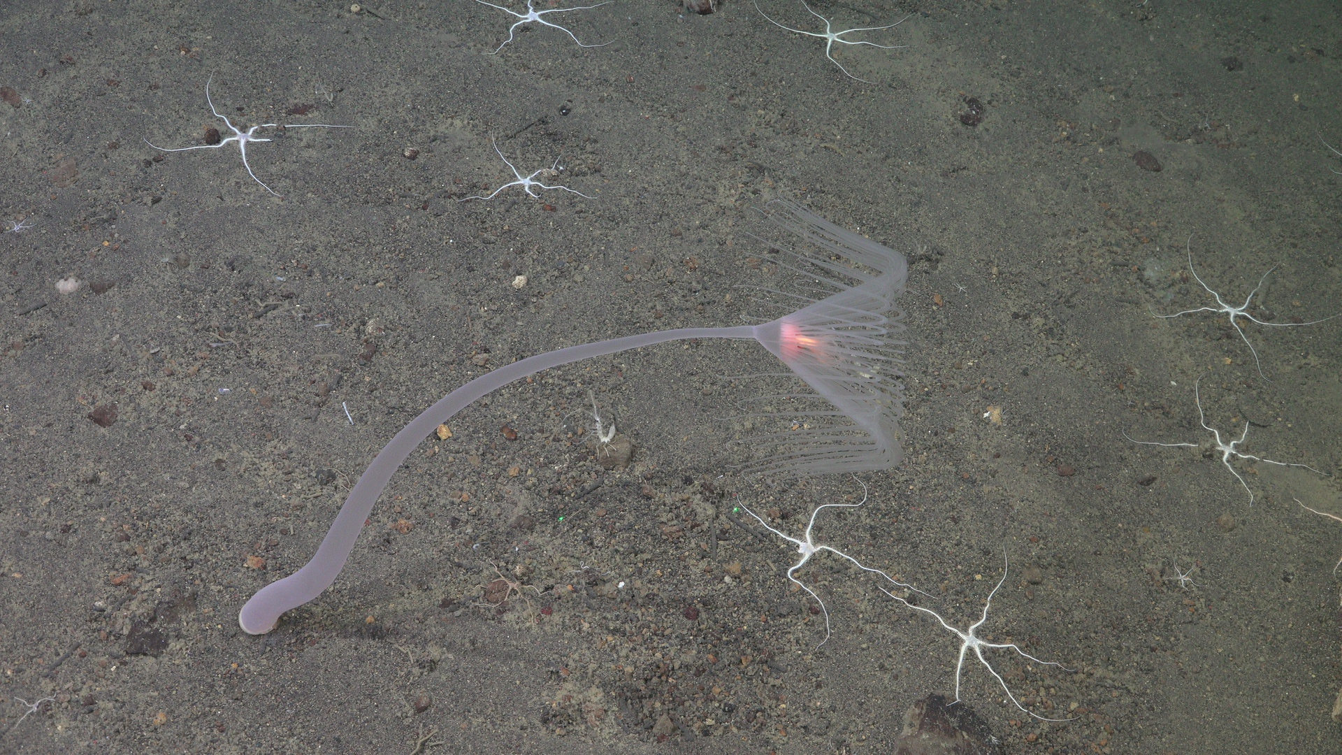 Stalked white anemone with lonely isopod