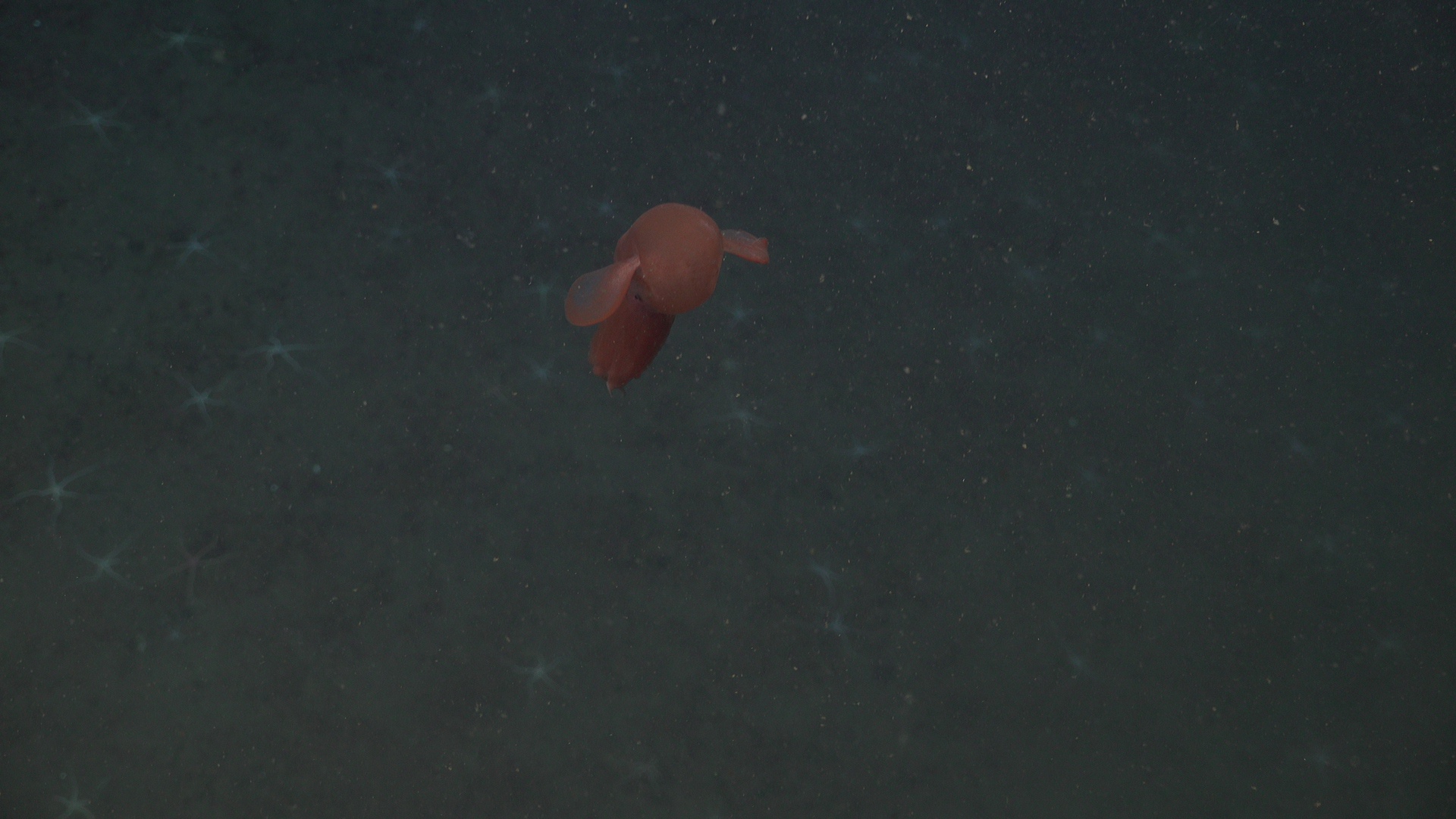 Dumbo octopus