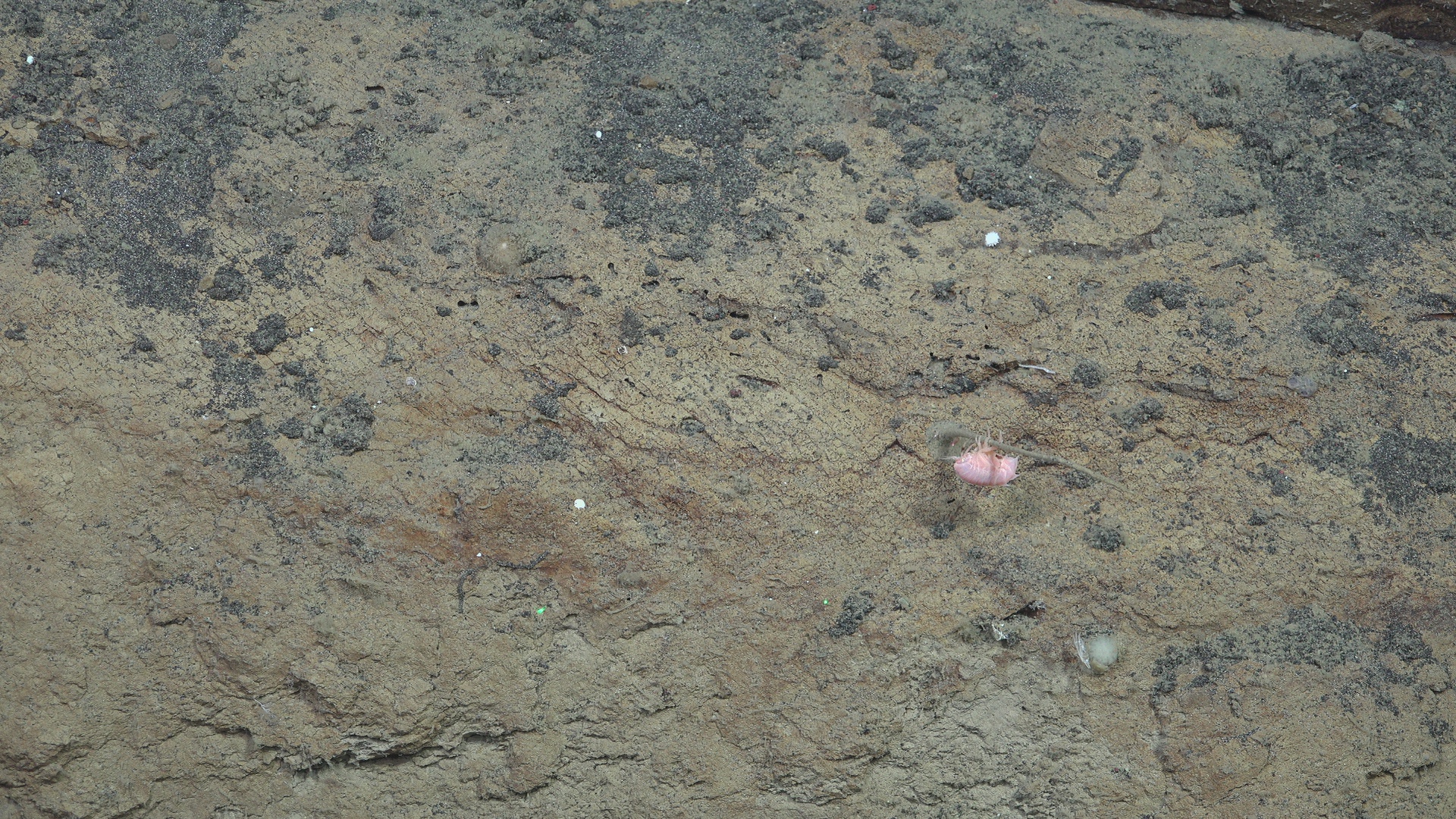 Amphipod hanging on a sponge