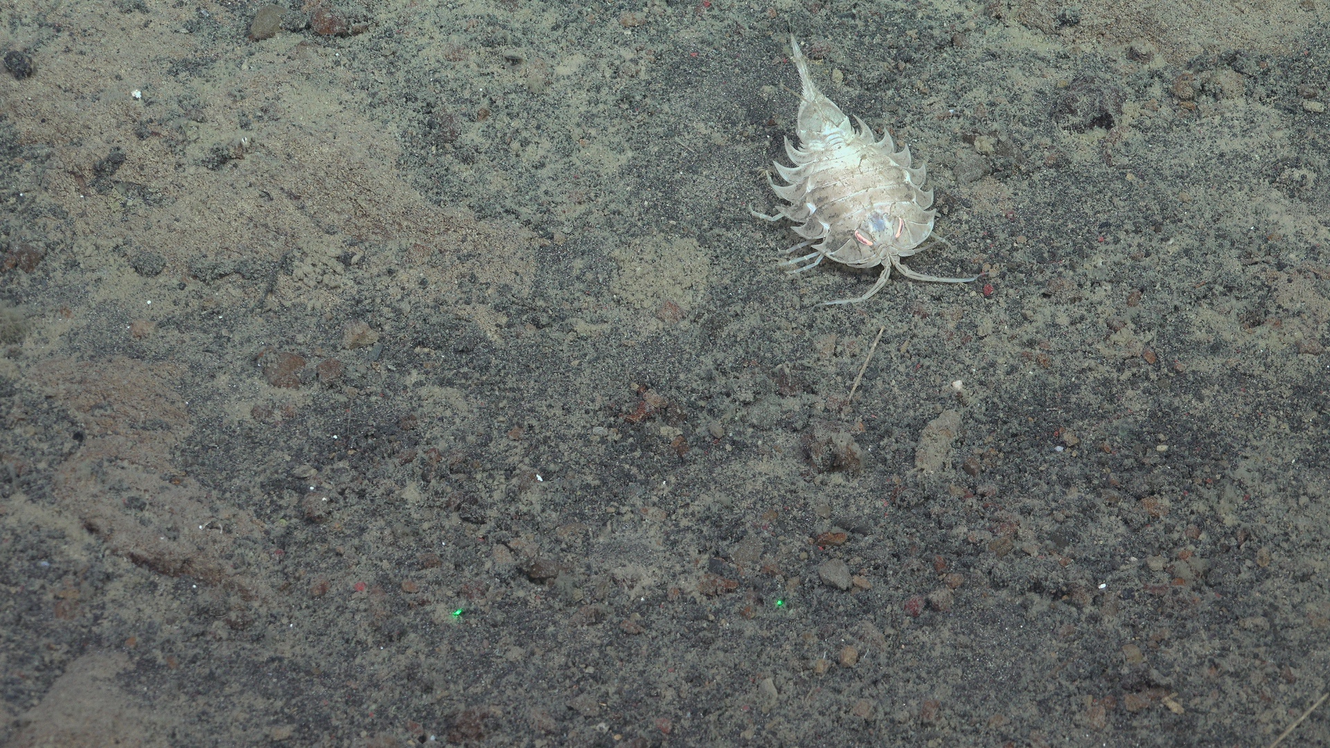 Trilobite-looking isopod