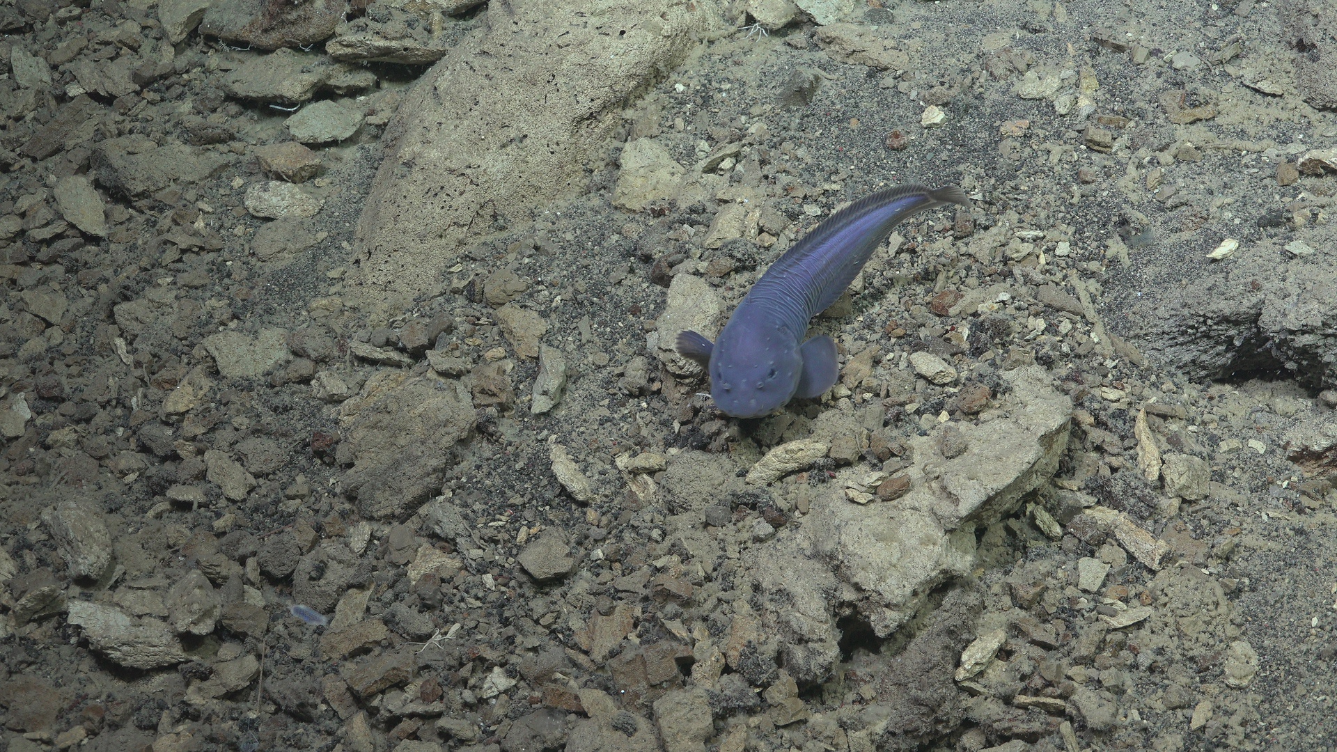 Snail fish