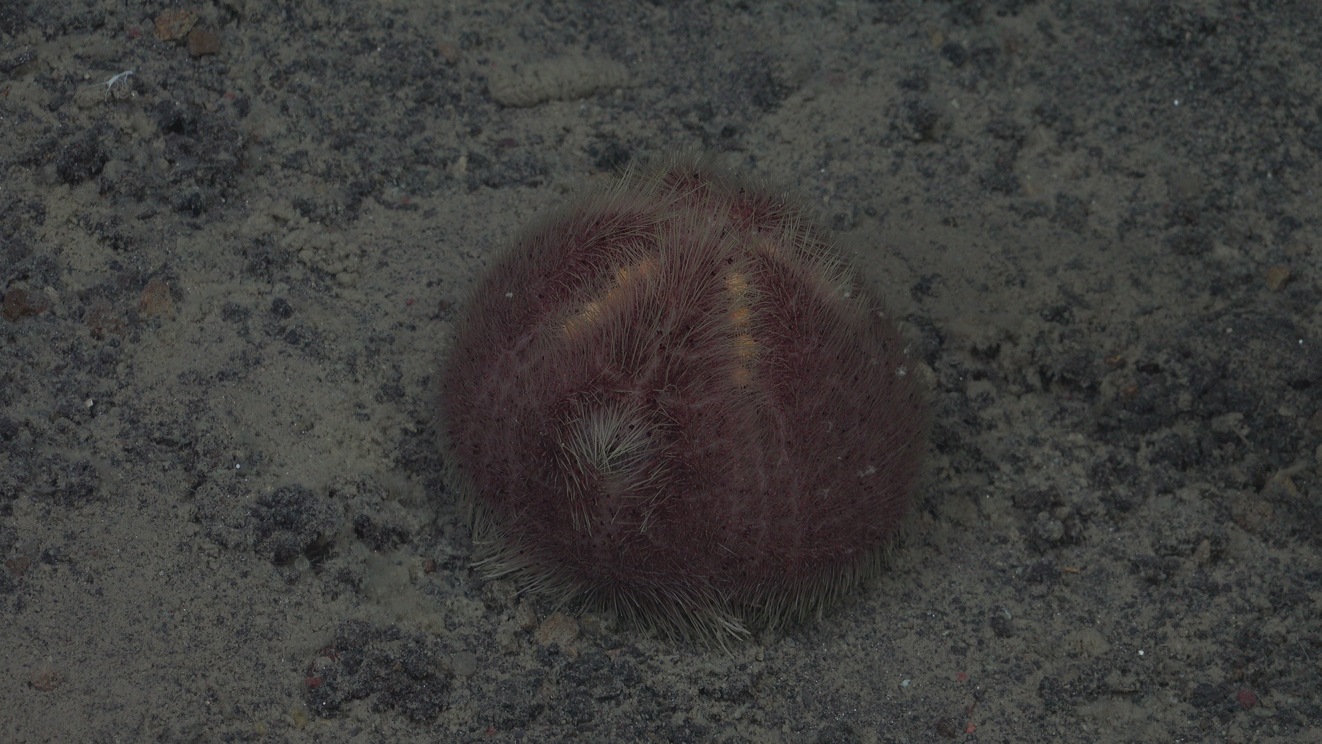 Coconut urchin