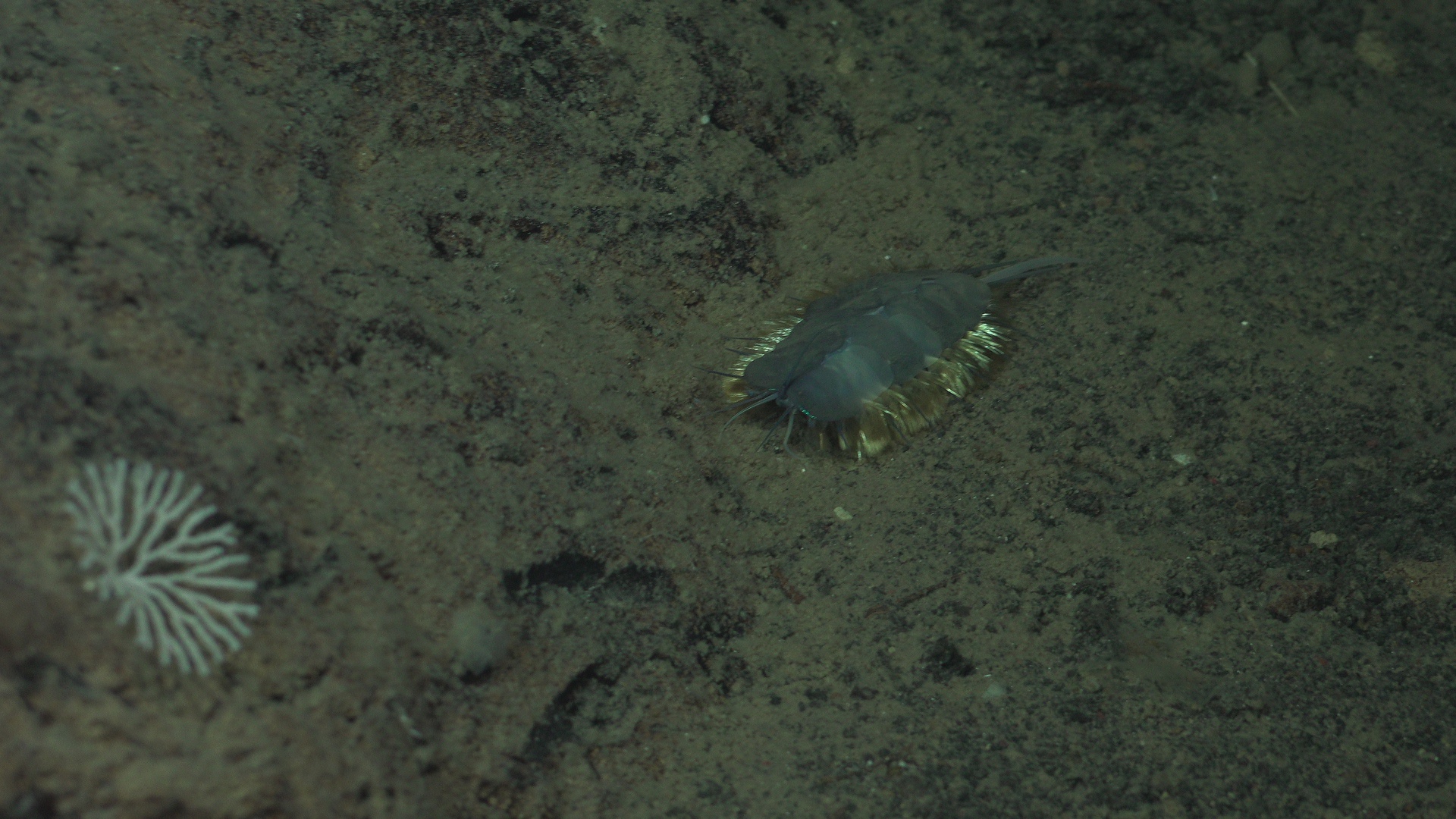 Swimming polychaete