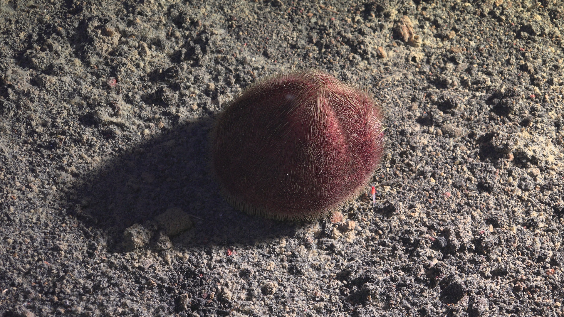 Drama shot for coconut urchin
