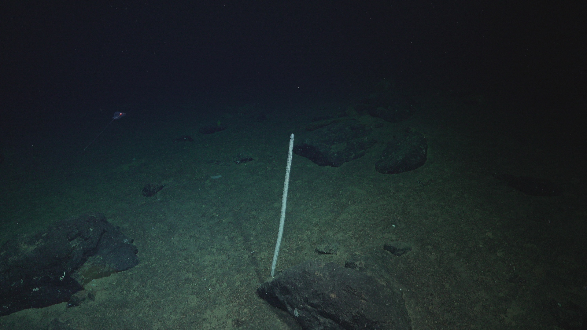 White whip coral