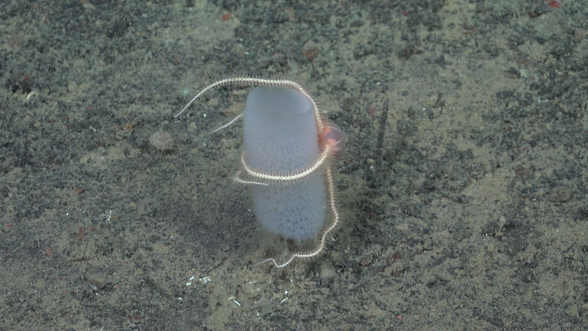 Brittle star hugging a sponge