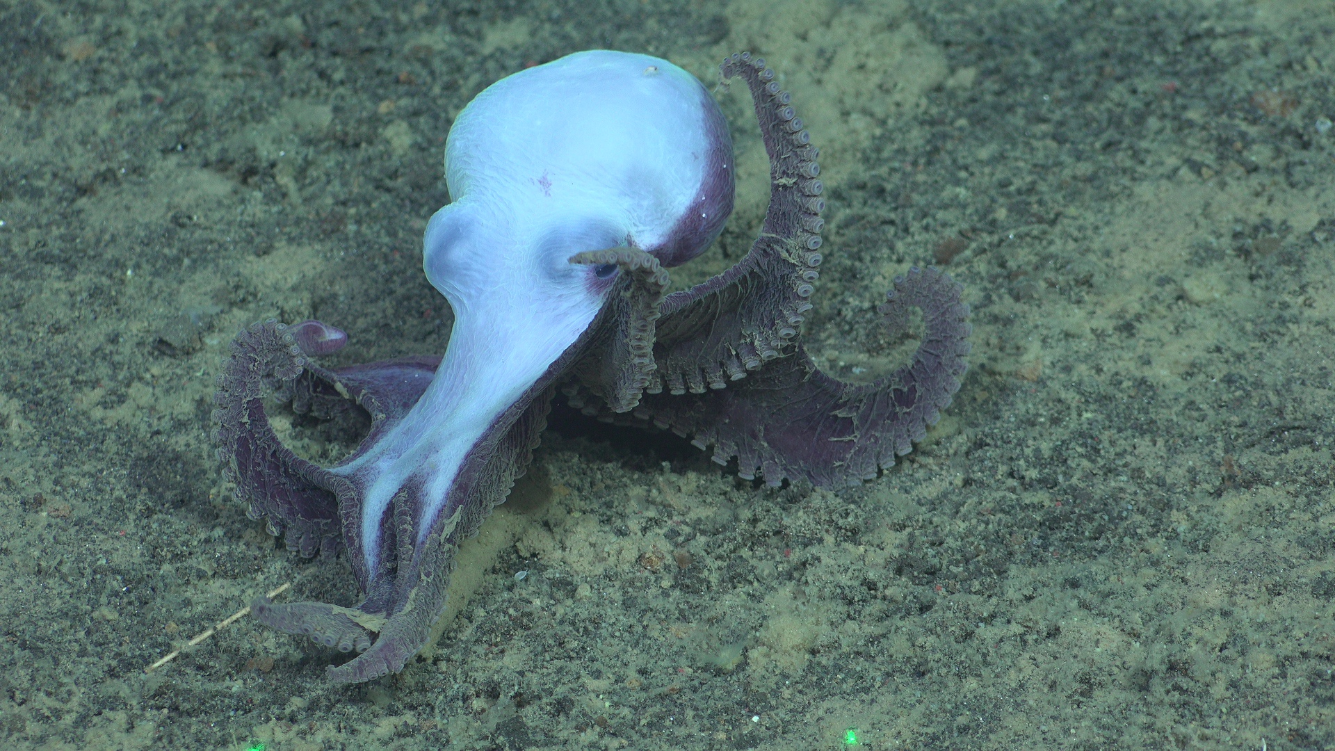 Octopus