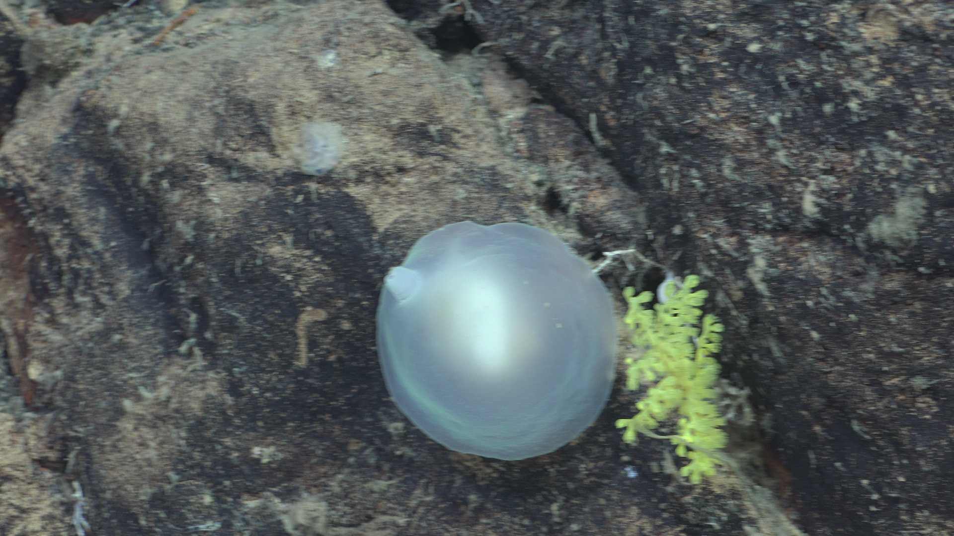 Blob tunicate
