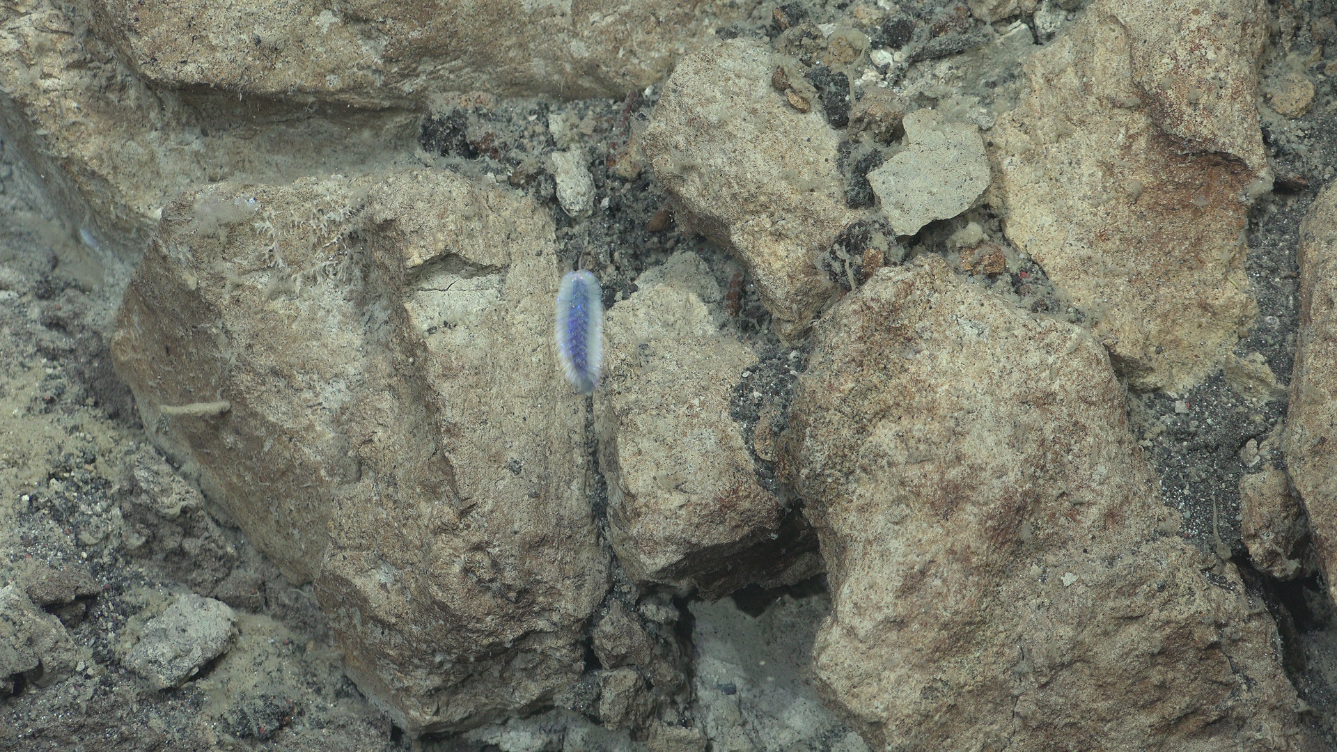 Beautiful blue polychaete