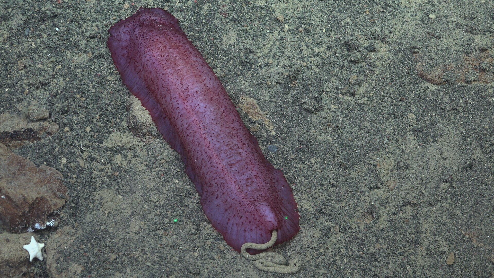 Pooping sea cucumber