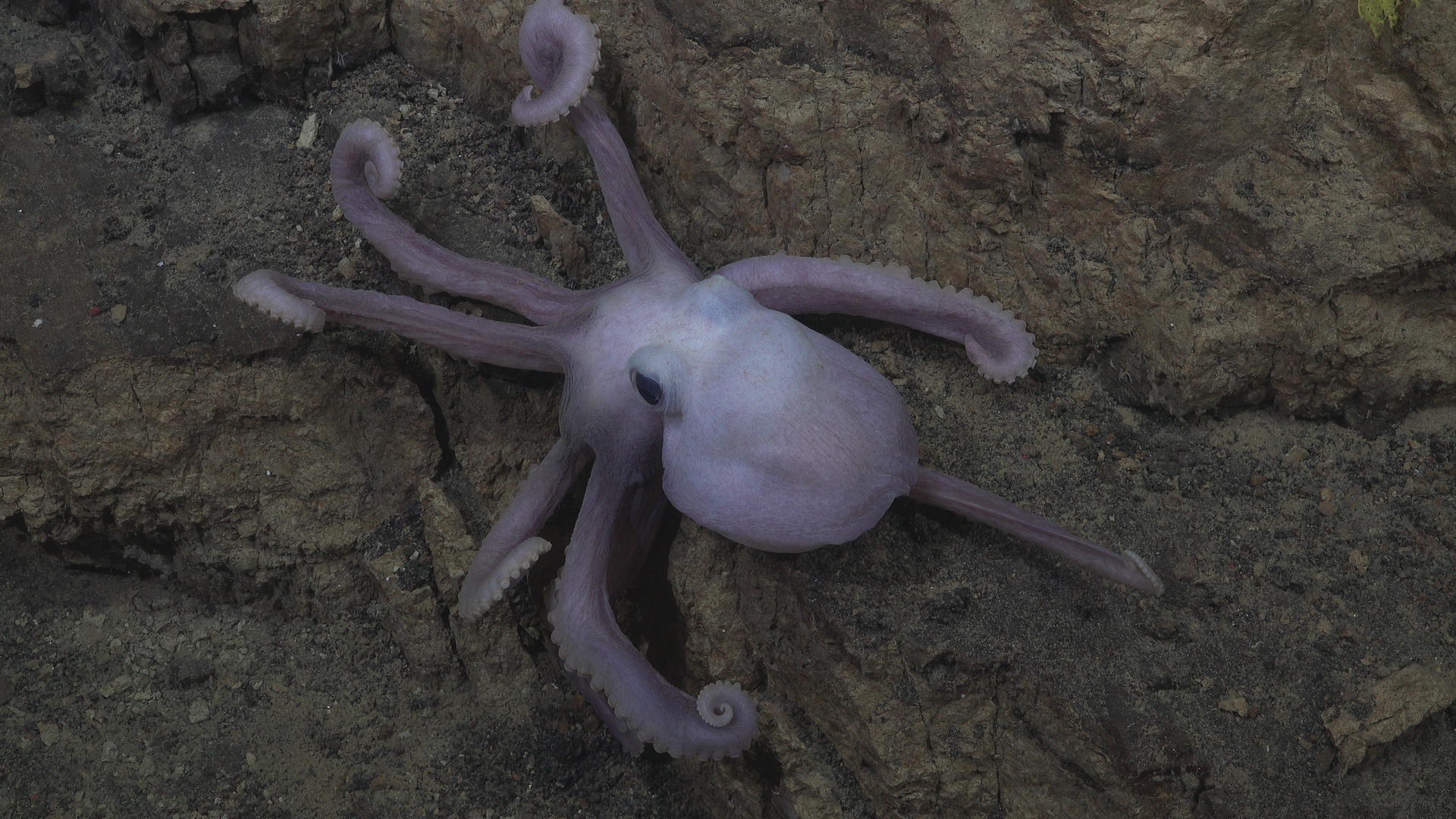 Octopus and rock sampling