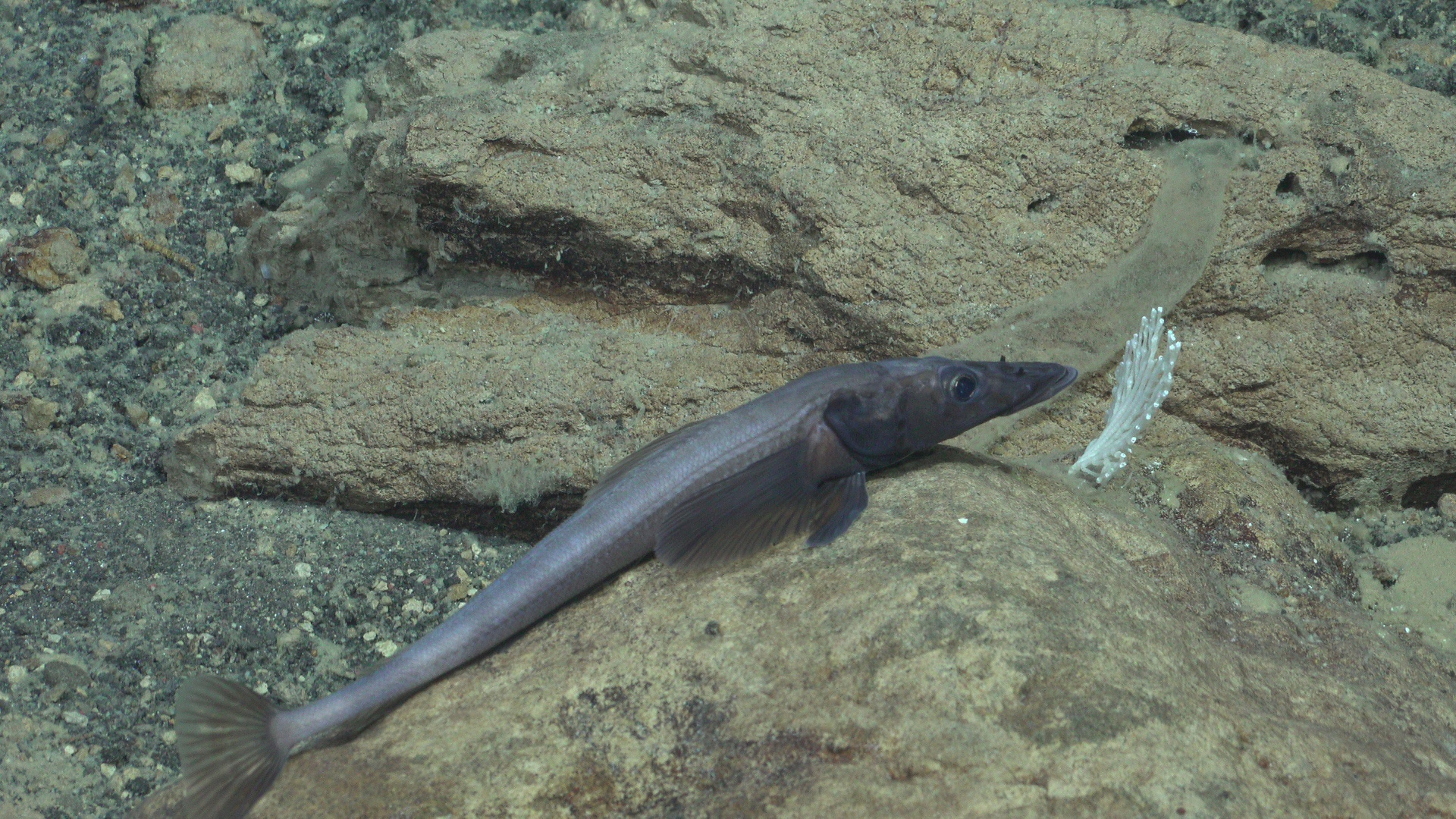 Banded dragonfish