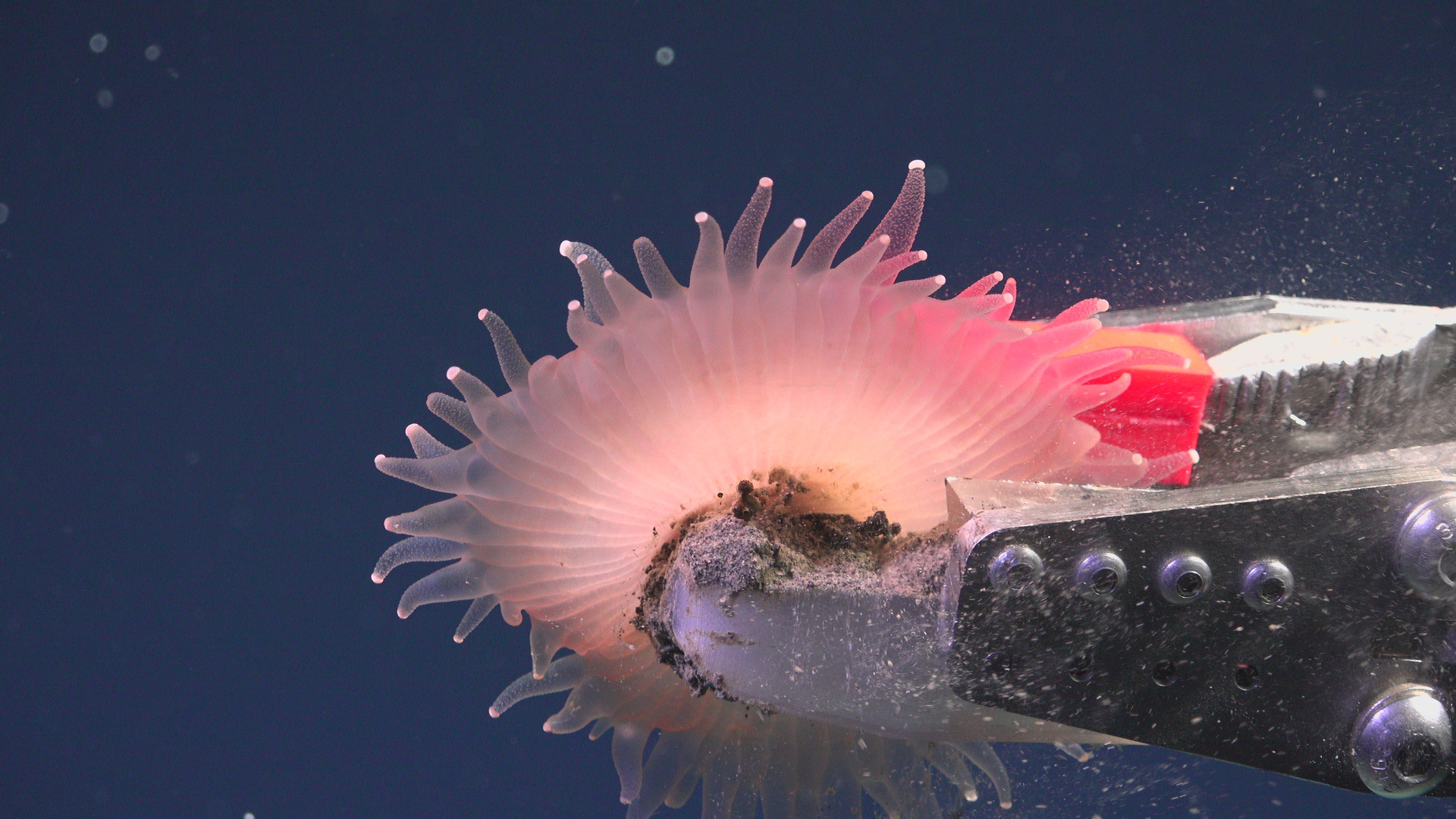 *Glowing* sea anemone