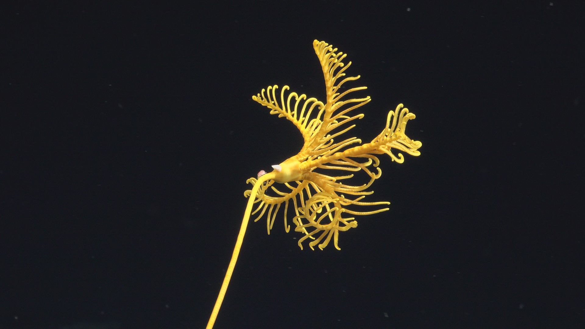 Yellow stalked crinoid