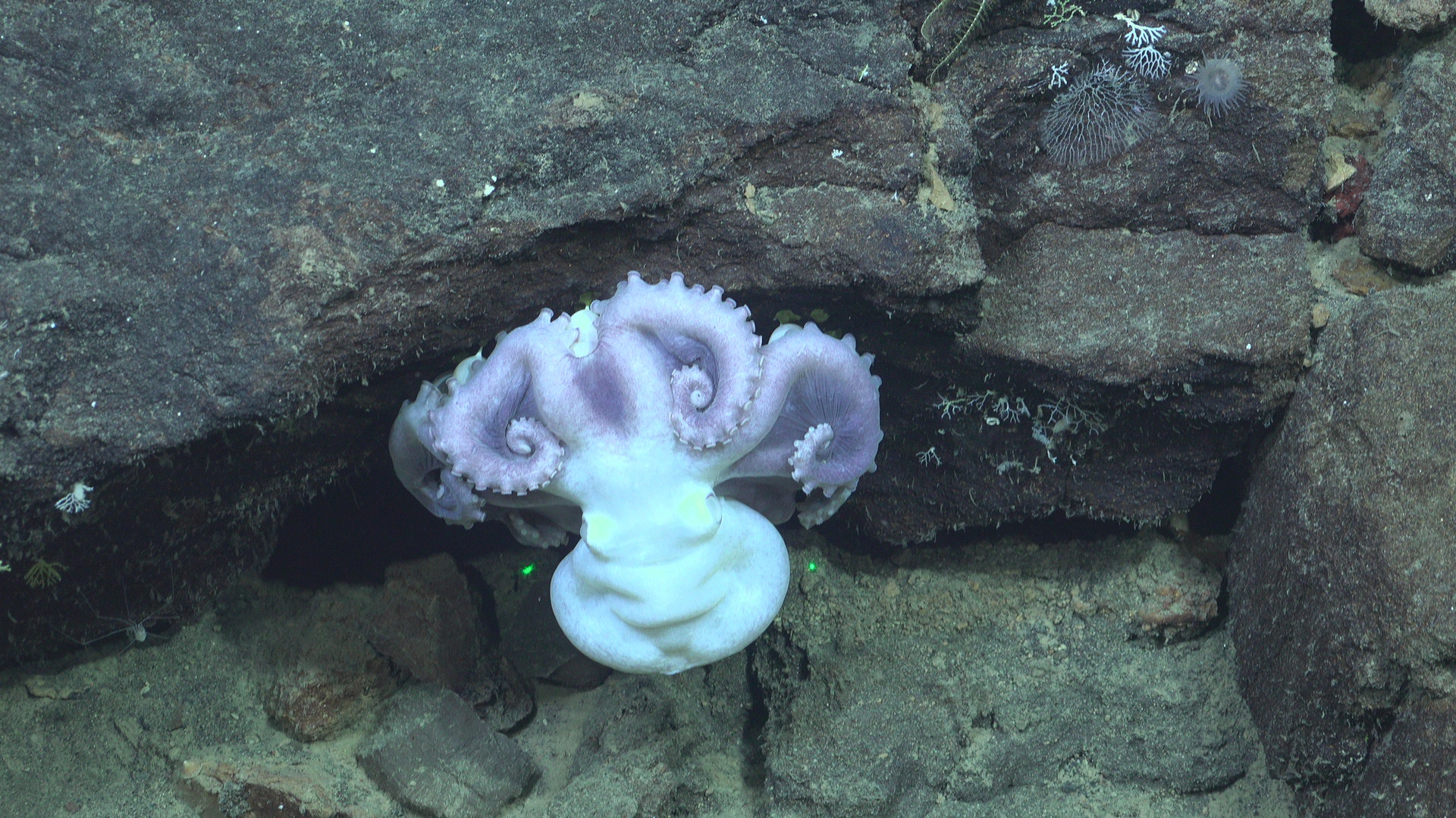 Octopus and slipper nudibranch