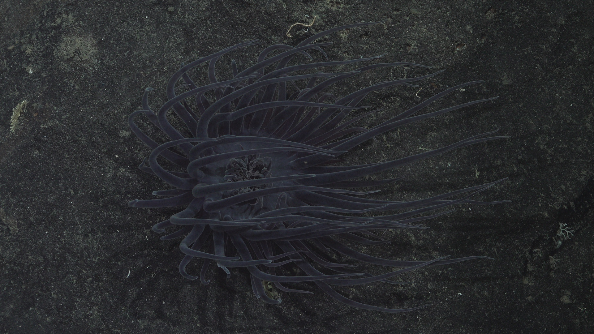 Dark anemone
