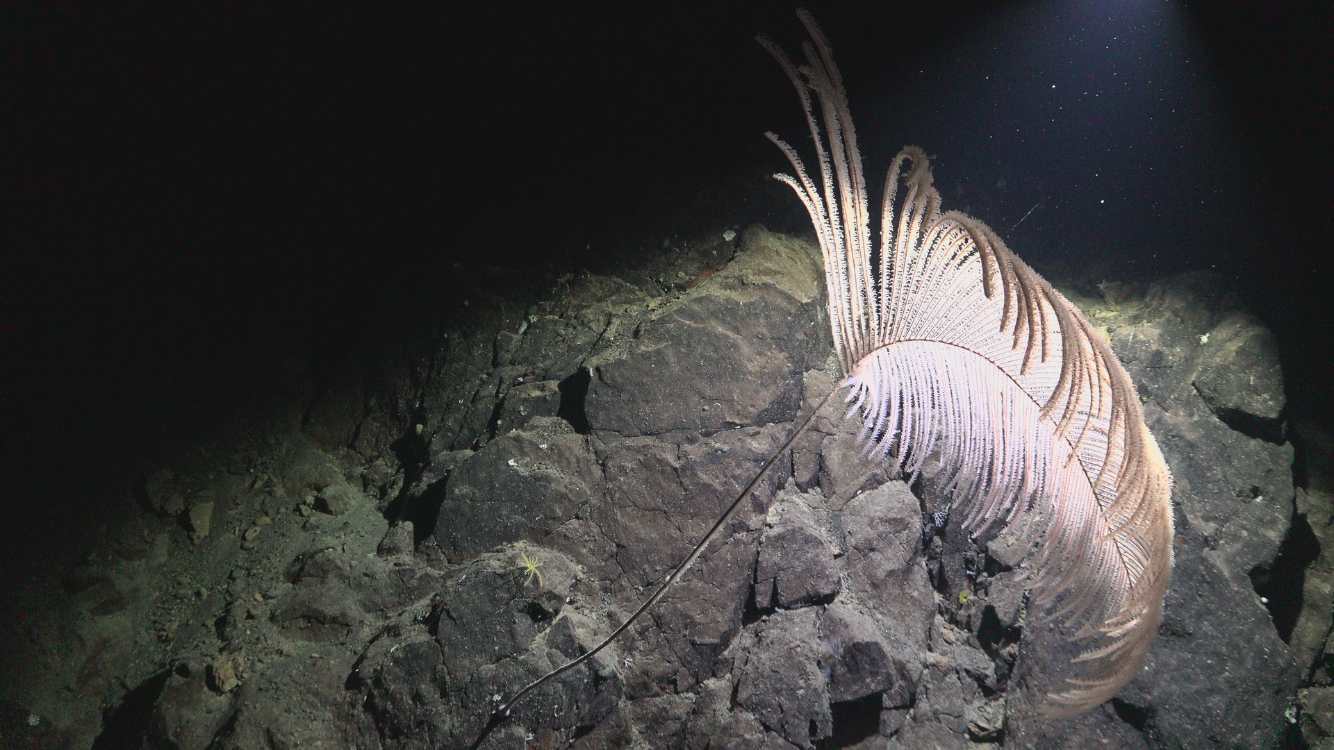 Black coral drama shot