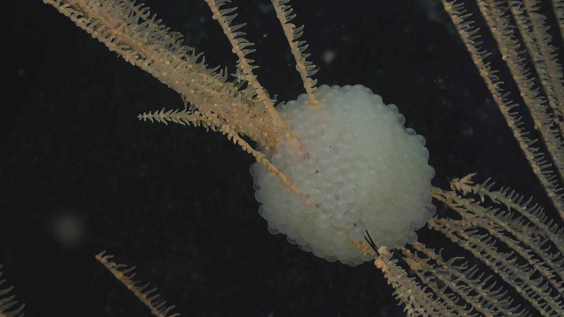 Snail fish egg mass on black coral