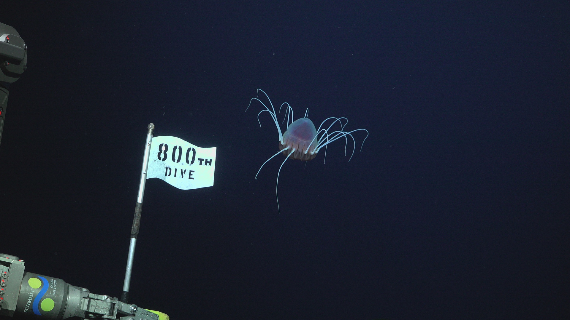 800 Dive flag and hellmet jellyfish