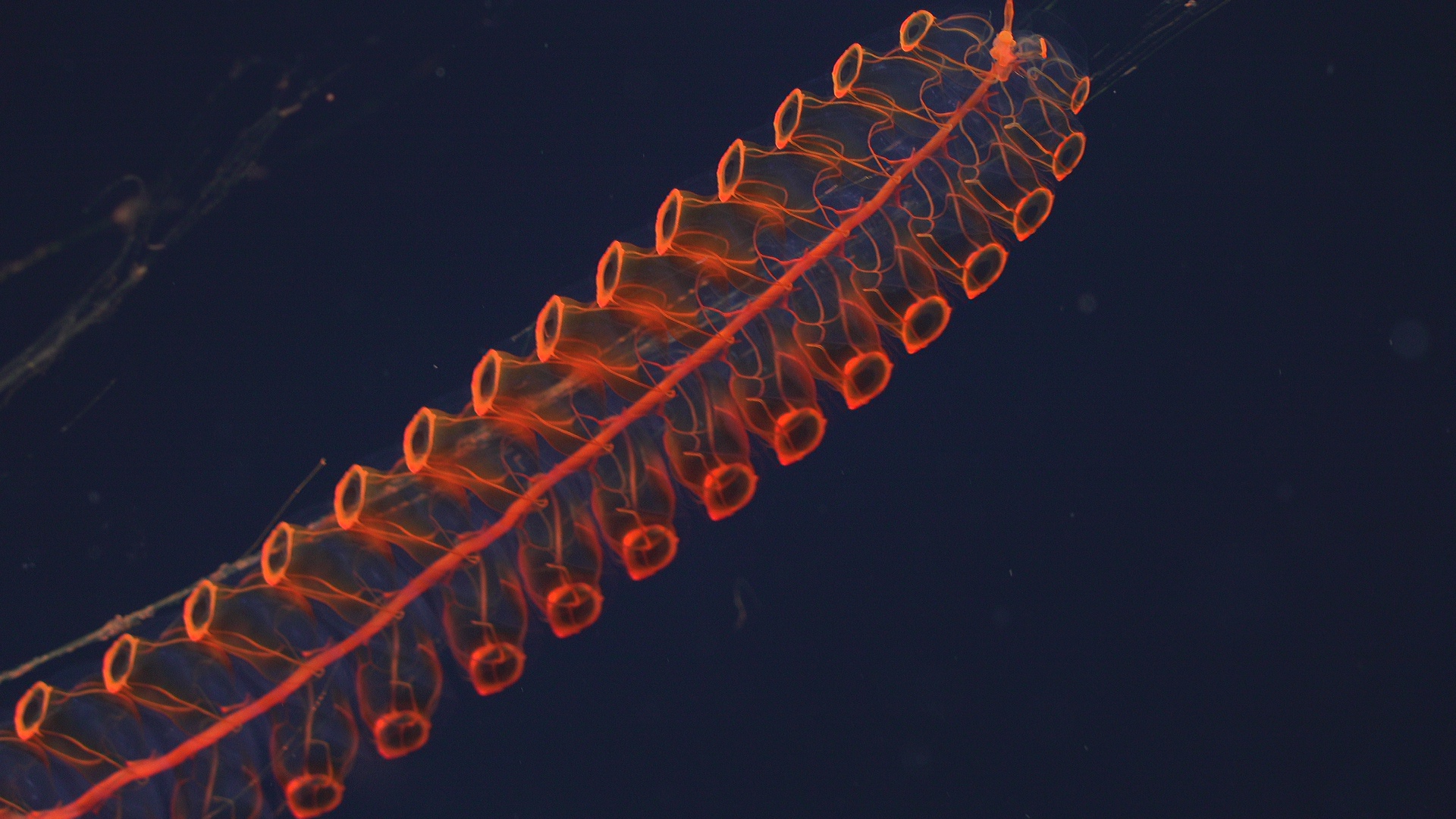 Inferno Siphonophore