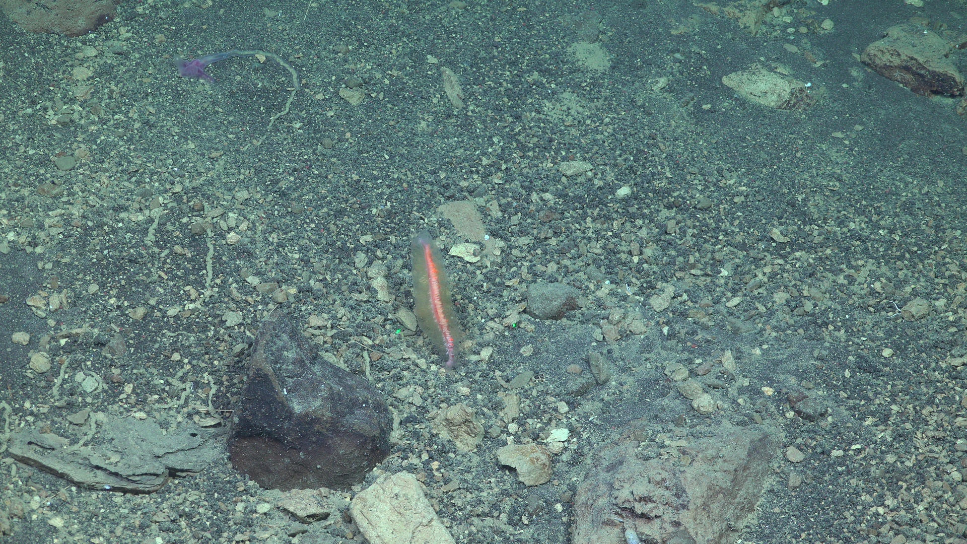 Red siphonophore