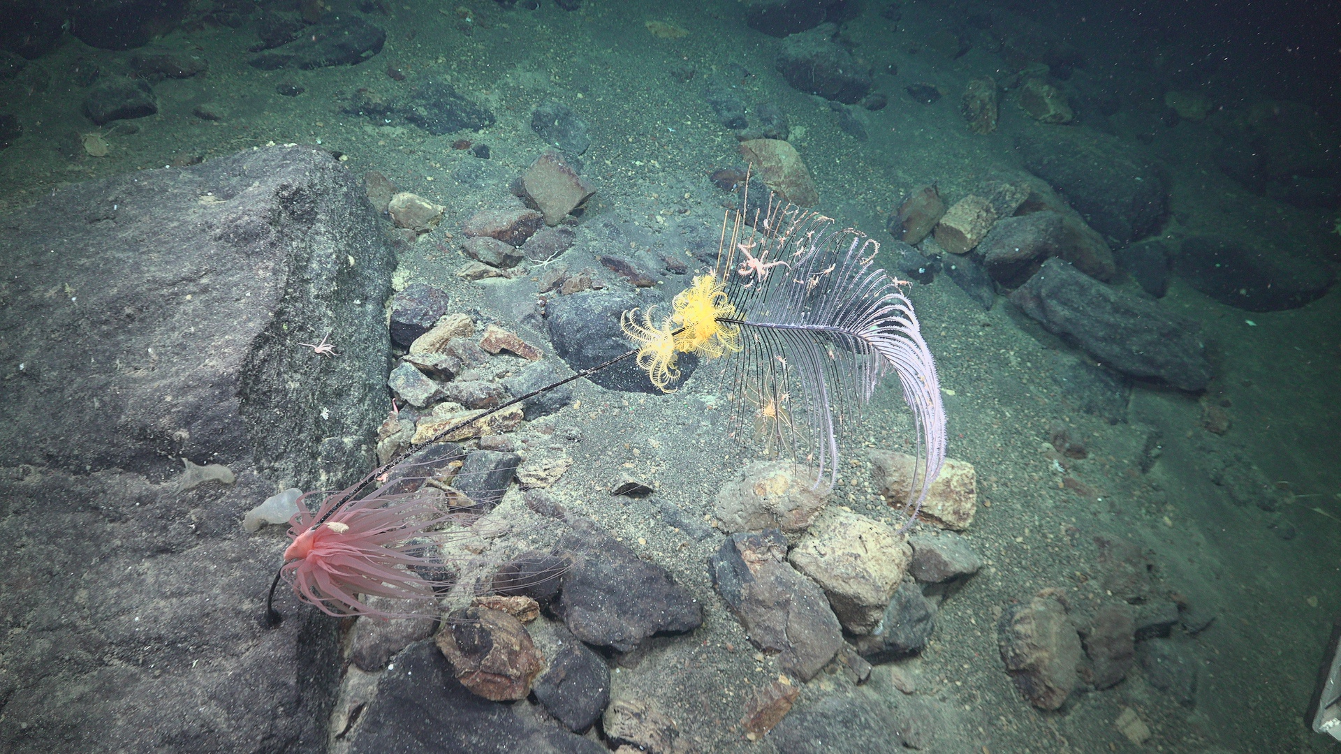 Busy black coral