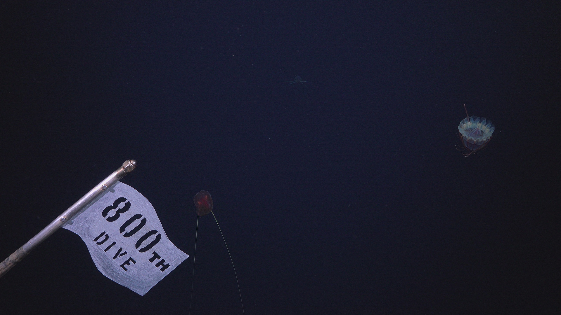 Helmet jelly 800 Dive flag