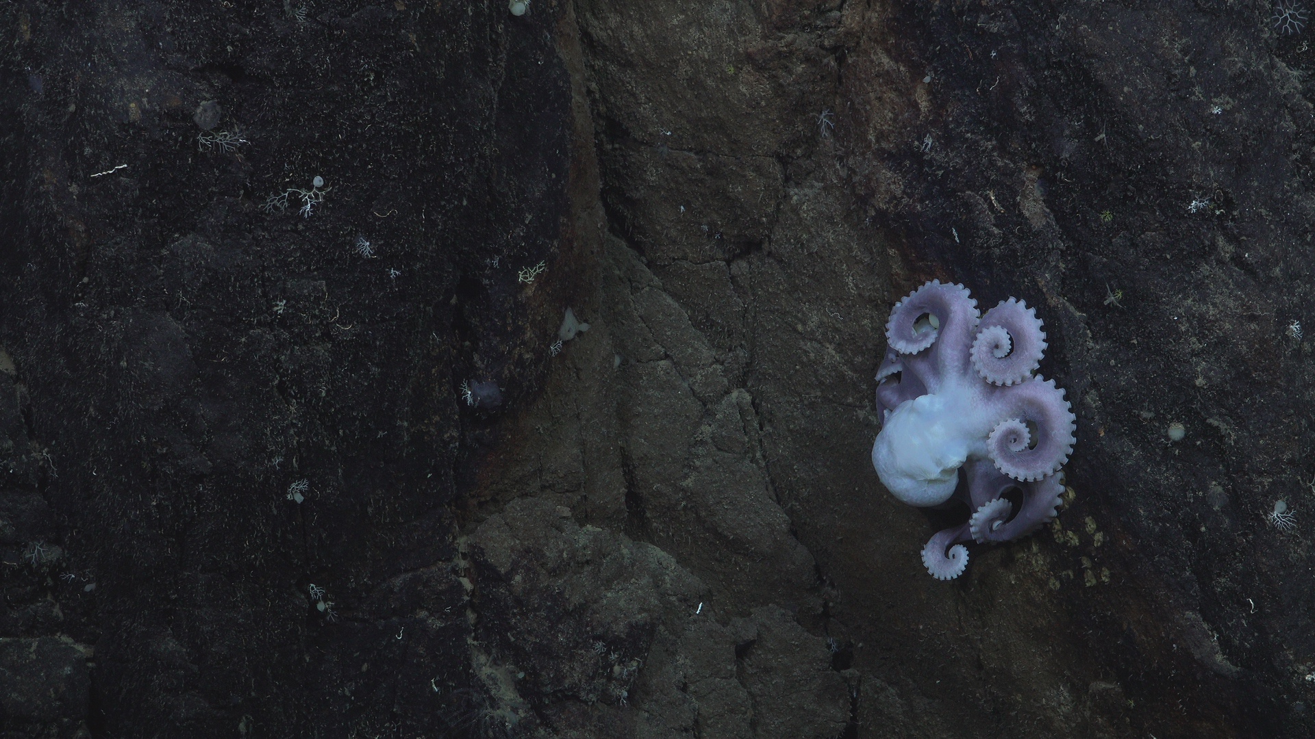 Resting octopus