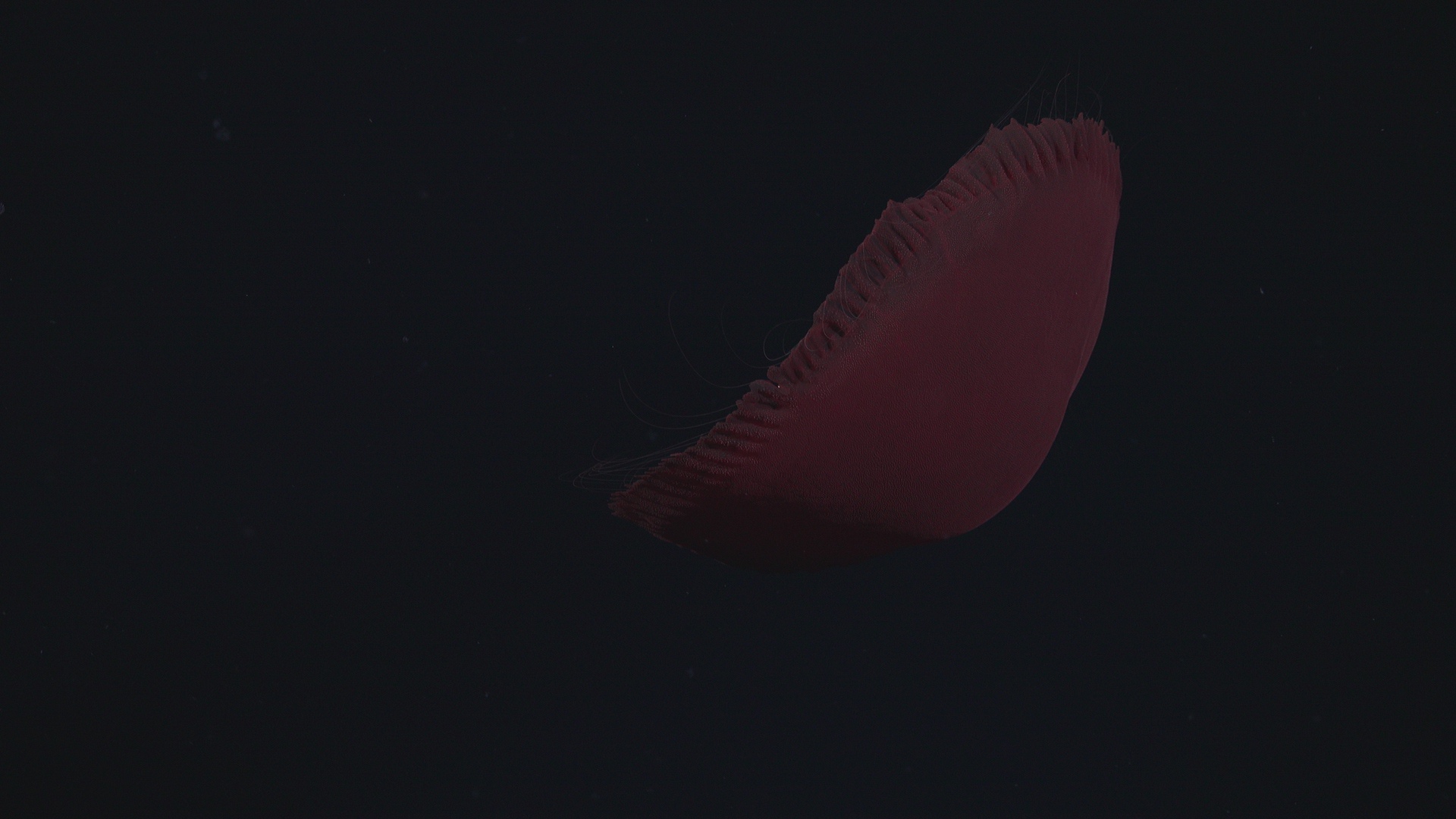 Red jellyfish