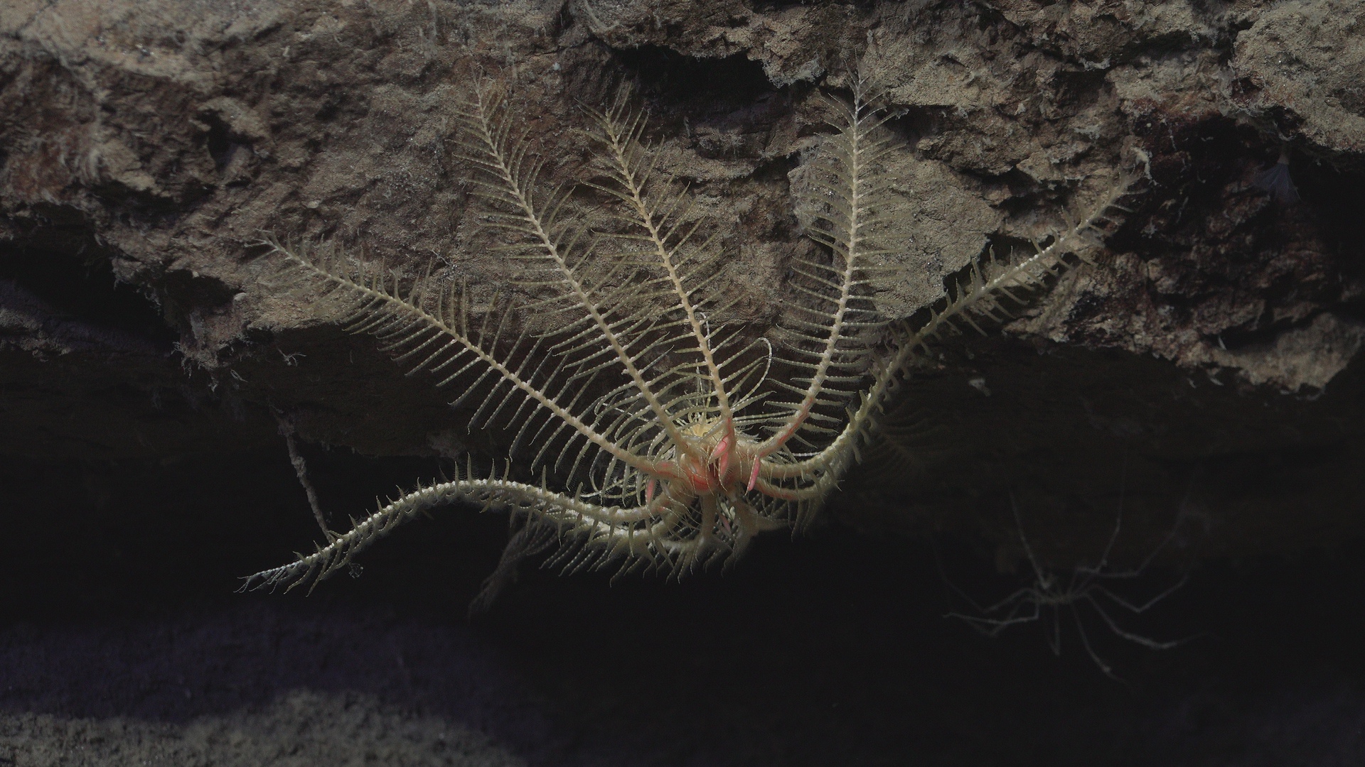 Crinoid and sea spider hanging on a rock