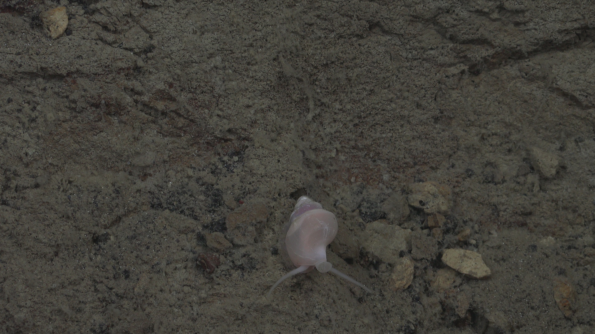 Snail