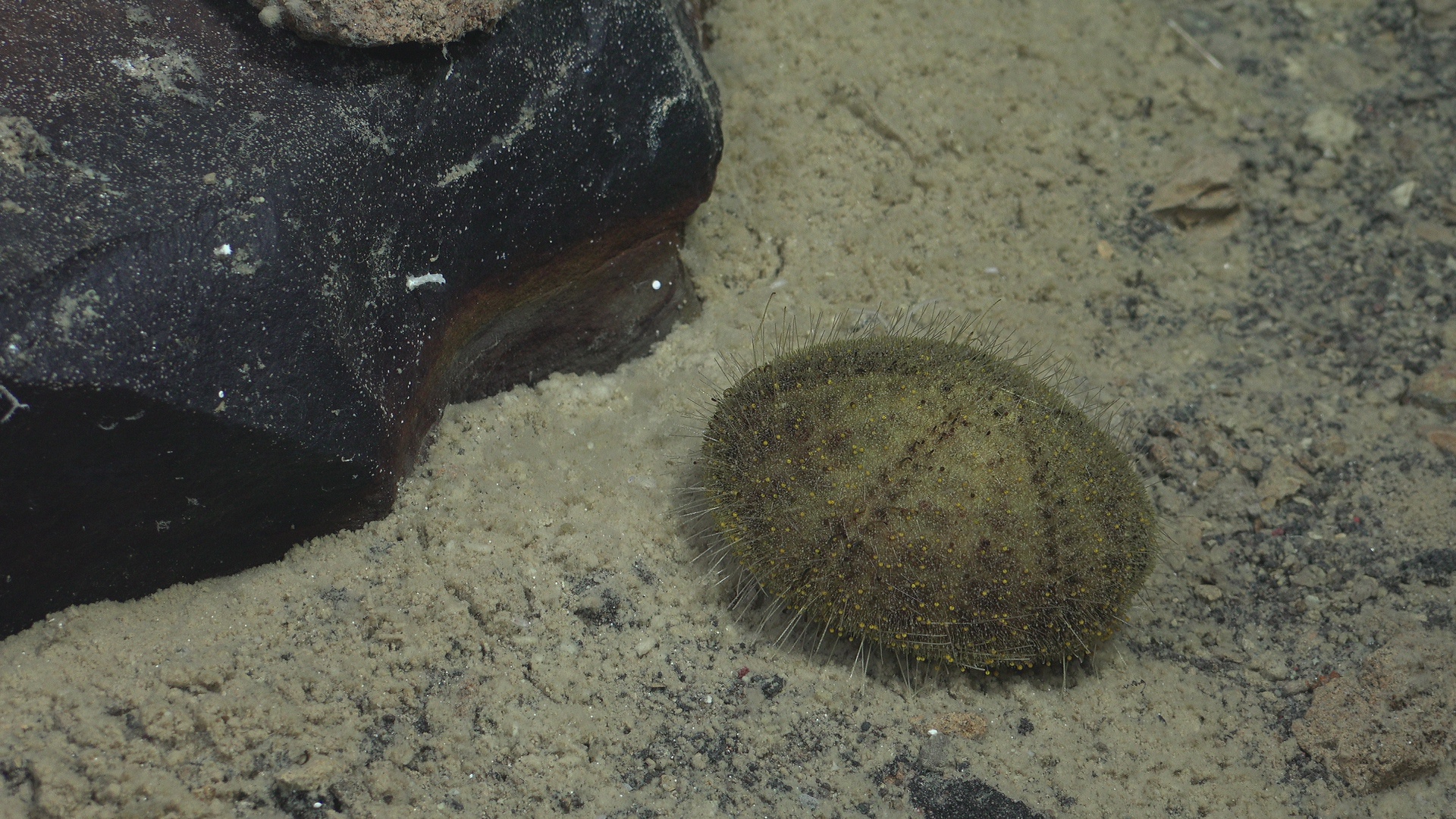 Moving kiwi urchin