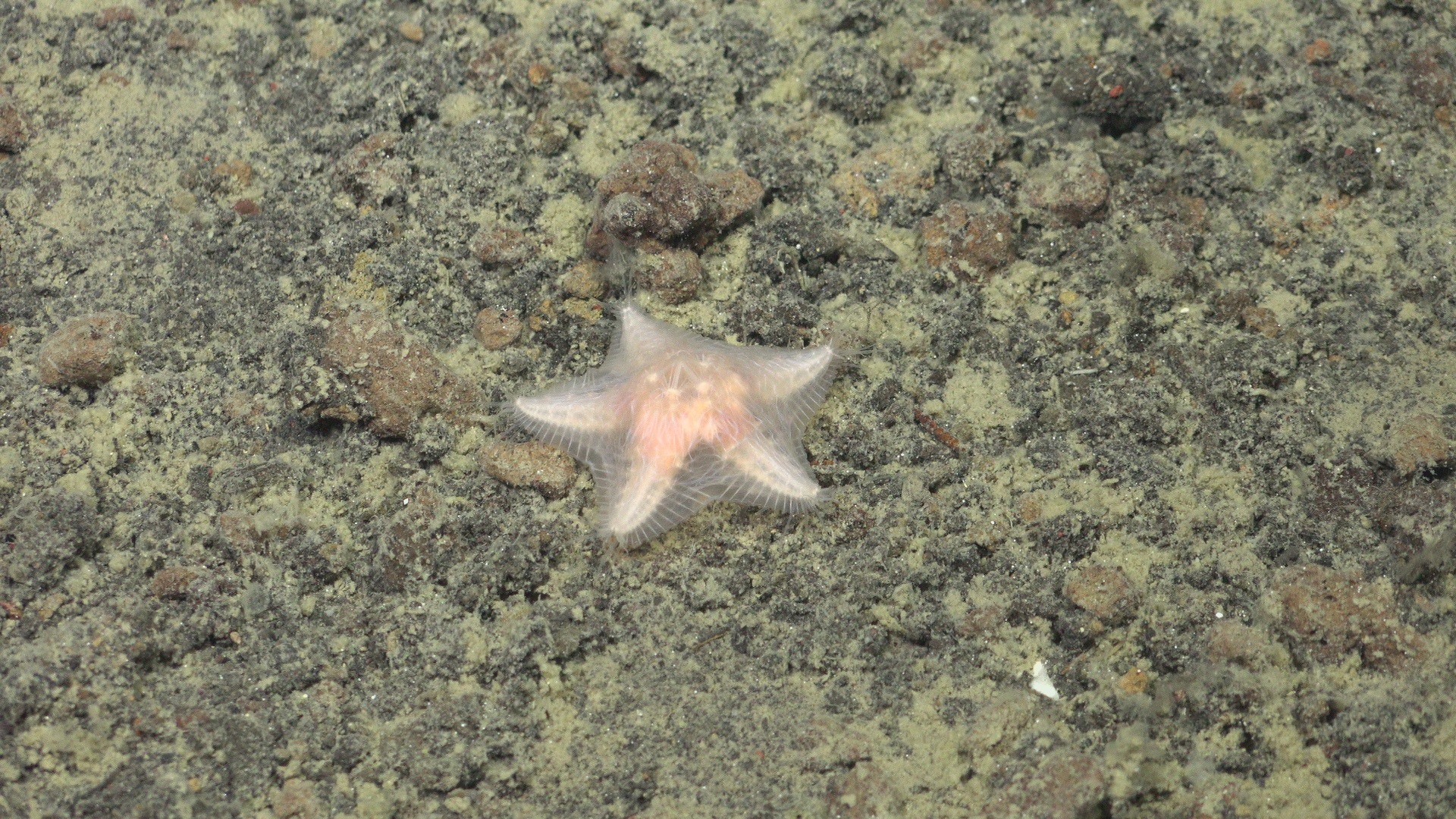 Moving sea star