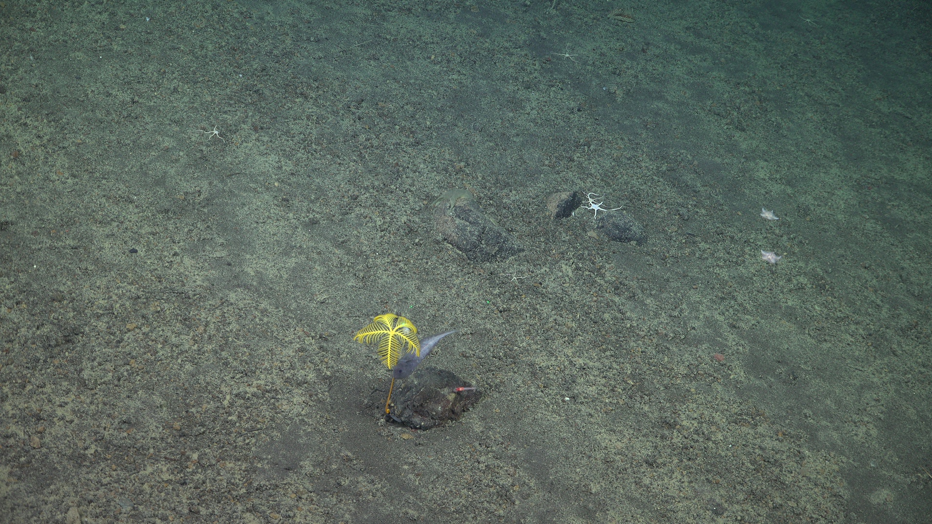 Fish with yellow stalked crinoid