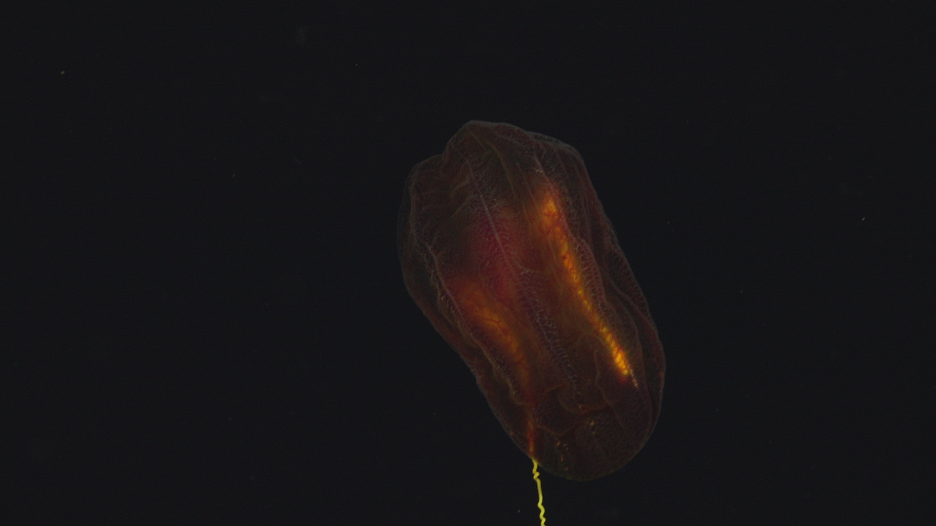 Ctenophore
