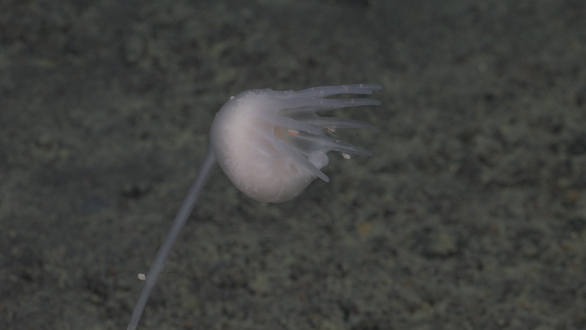 Carnivrous sponge