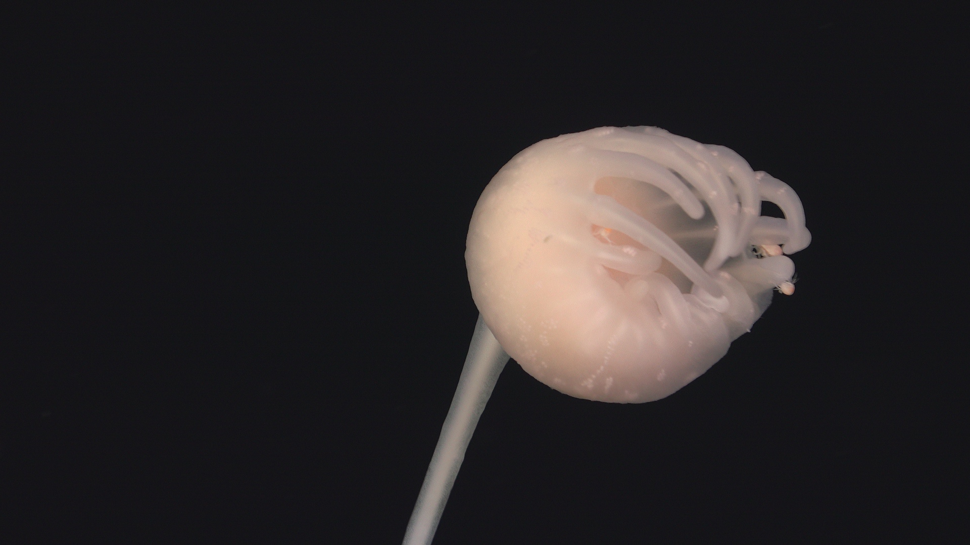 Sampling carnivorous sponge