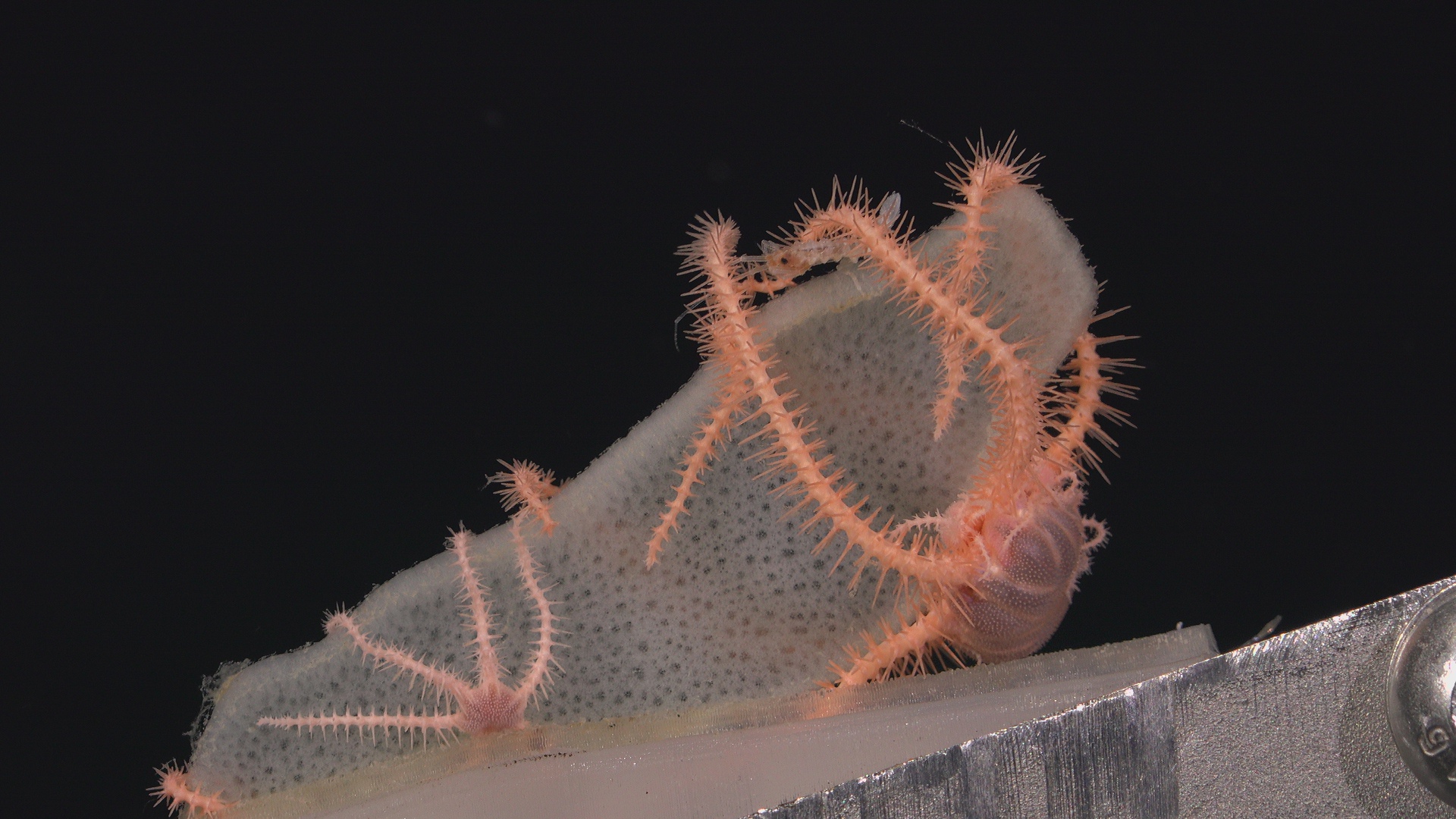 Sponge with brittle star, amphipods and isopods.