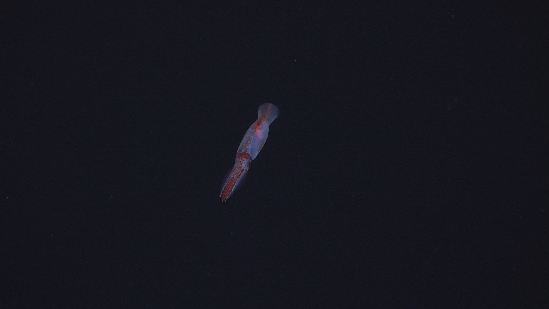 Squid