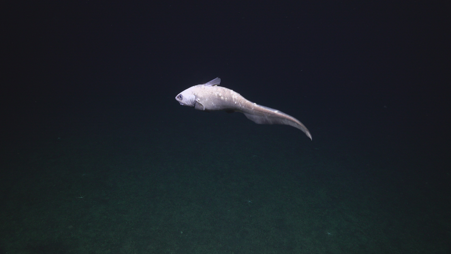 Stalking fish