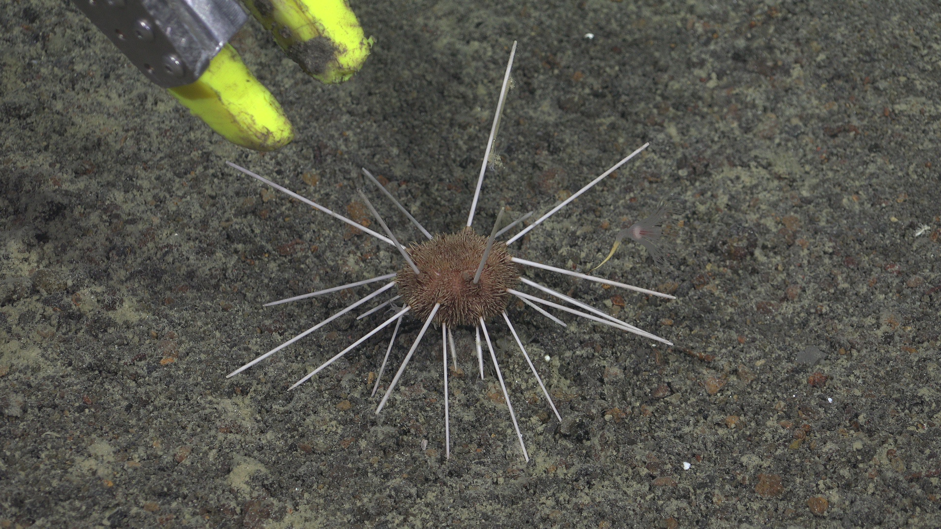 Pencil urchin with anemone on the spine
