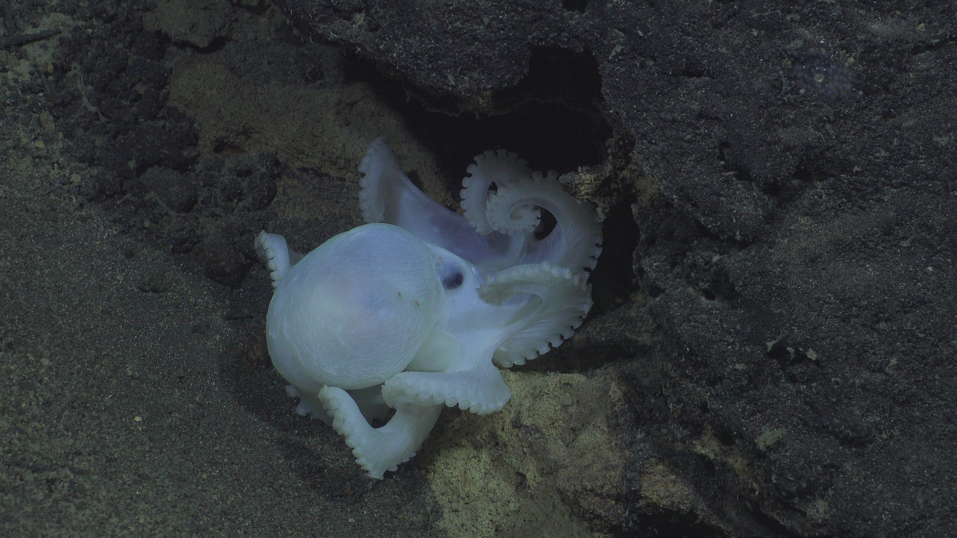 Octopus