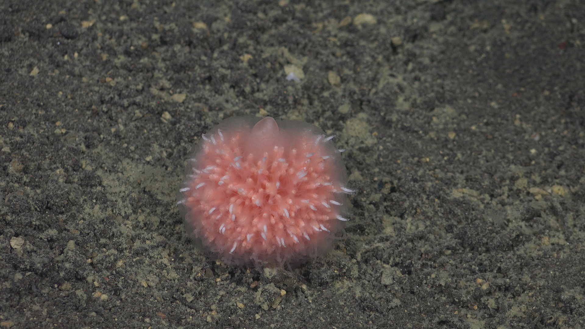 Benthic siphonophore