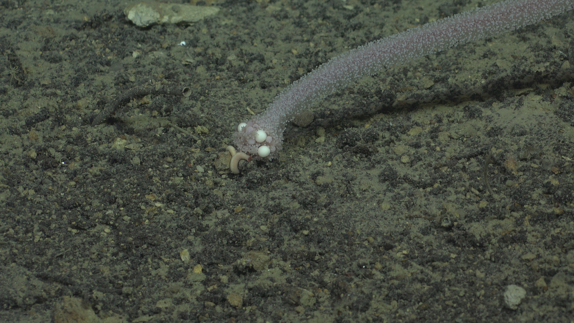 Worm like hydroids