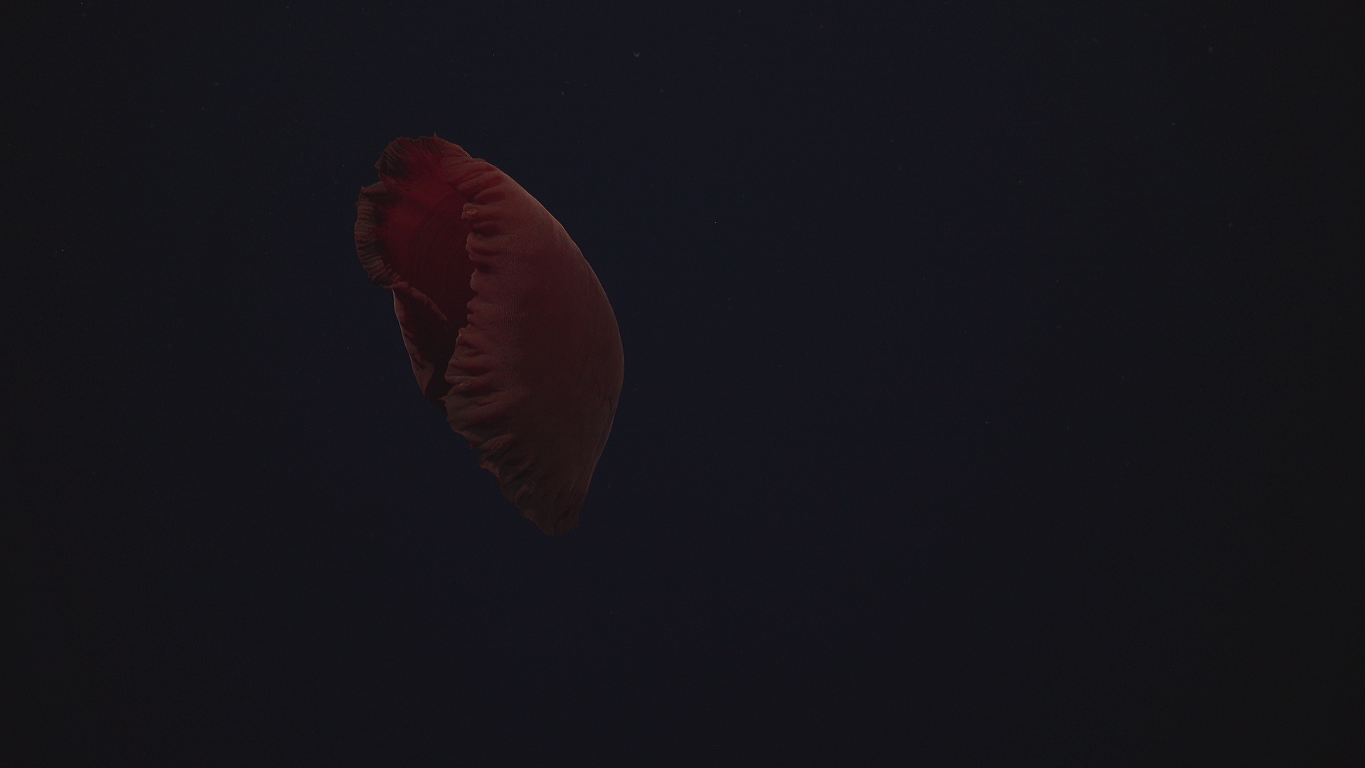 Jellyfish