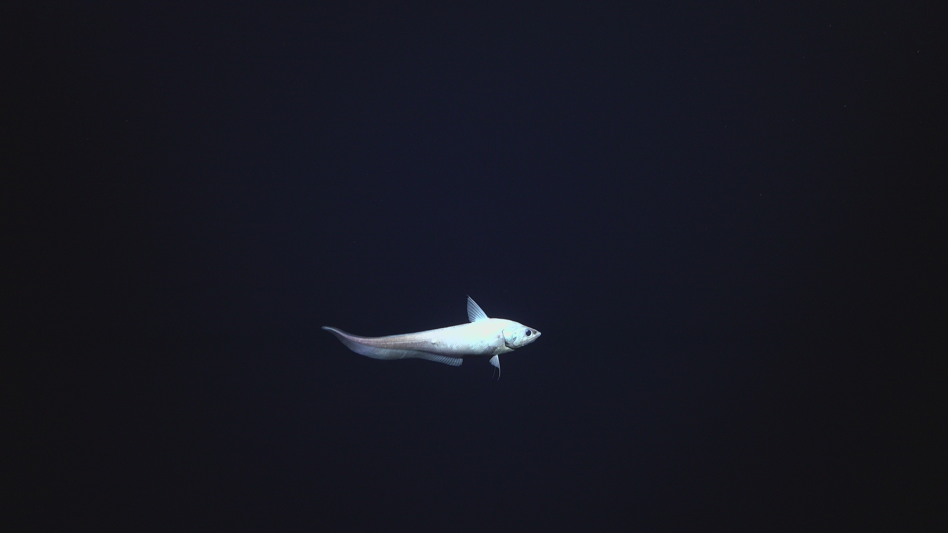 Midwater rat tail